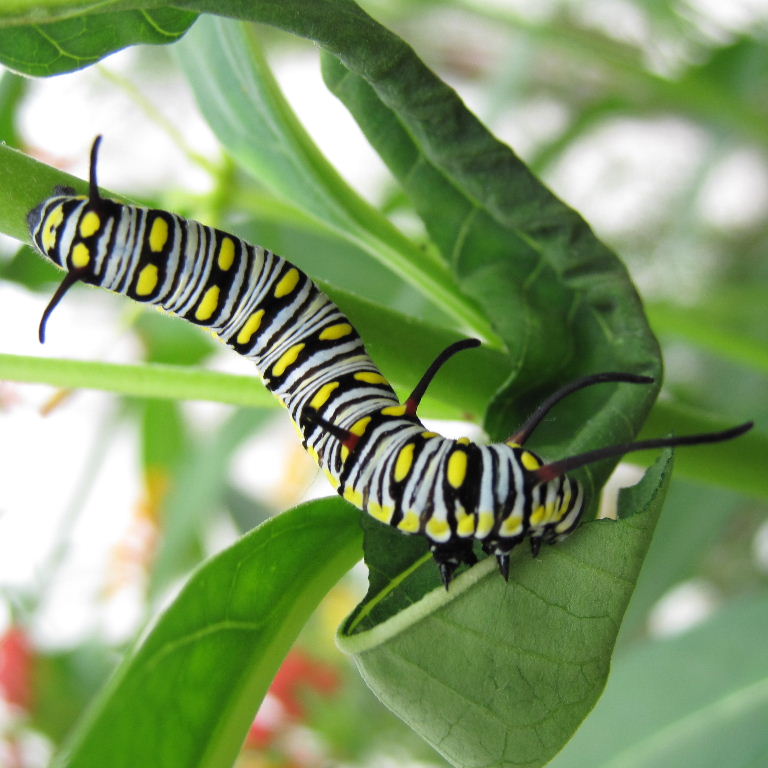 Plain Tiger Butterfly caterpillar