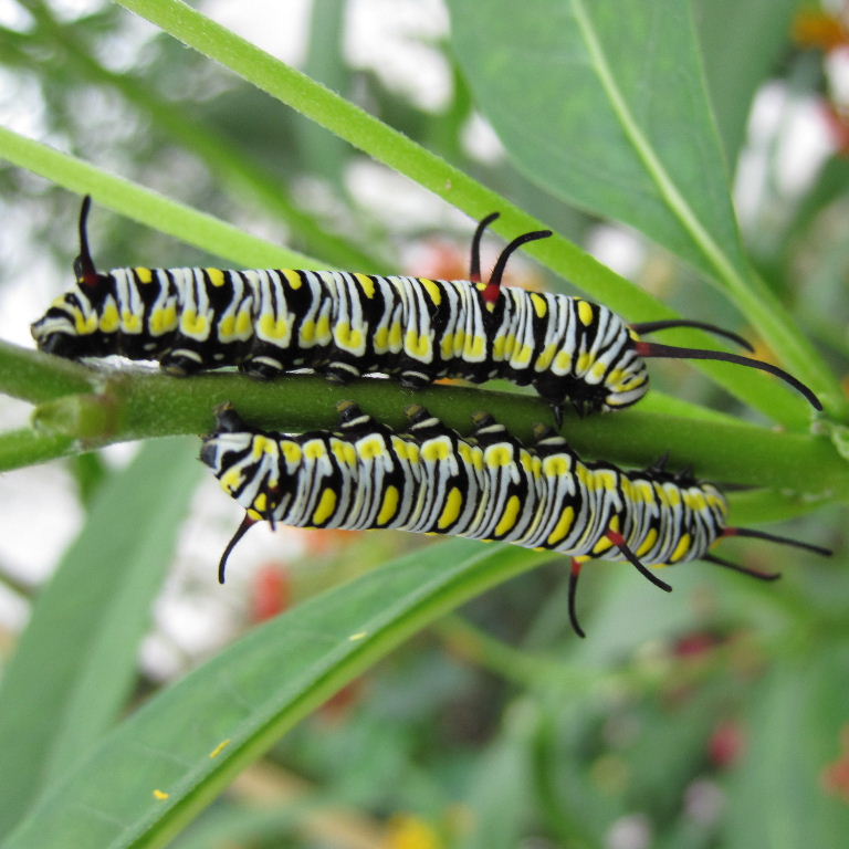 Plain Tiger Butterfly caterpillar