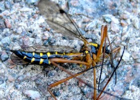 Ctenophora pectinicornis Crane Fly