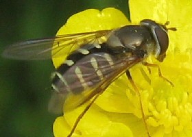 hoverfly