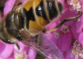 Arbustorum Drone Fly