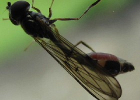 Baccha elongata hoverfly