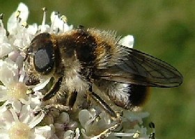 Cheilosia illustrata hoverfly
