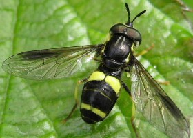 Chrysotoxum bicinctum hoverfly