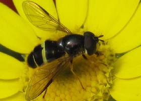 Dasysyrphus tricinctus hoverfly
