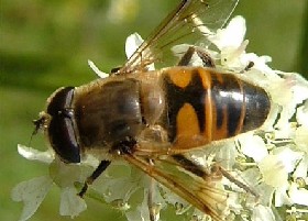 Horticola Drone Fly