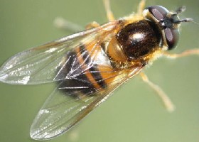 Epistrophe eligans hoverfly
