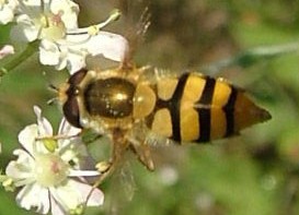 Epistrophe diaphana hoverfly