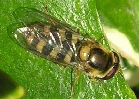 Eupeodes corollae hoverfly female