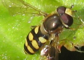 Eupeodes corollae hoverfly male