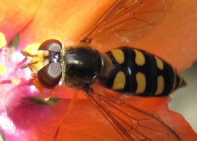 Eupeodes luniger hoverfly female