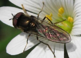 hoverfly on greater stitchwort