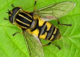 Helophilus pendulus hoverfly footballer