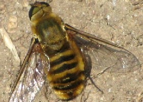 Villa hottentotta bee-fly
