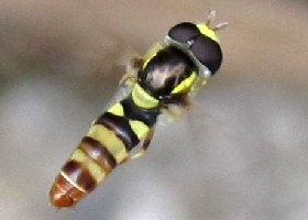 Foreign hoverflies