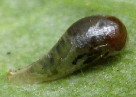 Hoverfly pupa