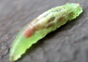 Hoverfly larva