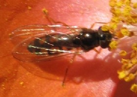 Melanostoma mellinum hoverfly female