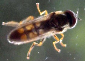 Melanostoma mellinum hoverfly male