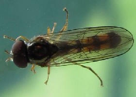 Melanostoma scalare hoverfly male