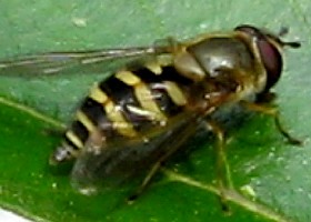 Parasyrphus punctulatus hoverfly