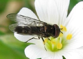 Platycheirus albimanus hoverfly male