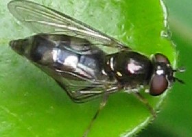 Platycheirus albimanus hoverfly female?