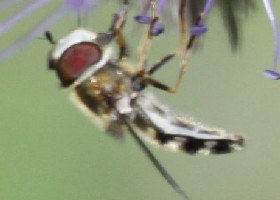 Platycheirus albimanus hoverfly?