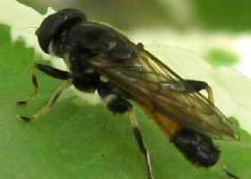 Platycheirus granditarsus hoverfly