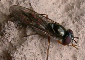 Platycheirus sp? - Applauding