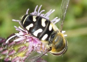 Scaeva pyrastri Pied hoverfly