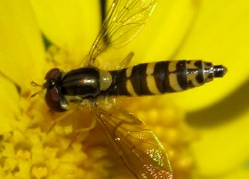 hoverfly