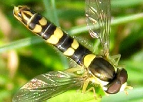 Sphaerophoria scripta hoverfly
