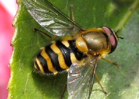 Syrphus ribesii hoverfly