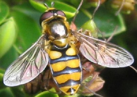 Syrphus species hoverflies