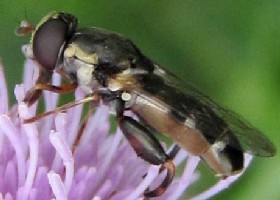 Thick-legged hoverfly