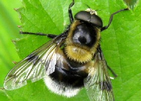 Volucella bombylans hoverfly