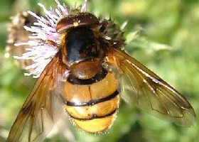 Volucella inanis hoverfly