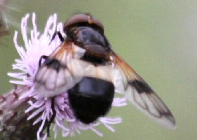 Volucella pellucens hoverfly