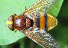 Belted Hoverfly Hornet Mimic