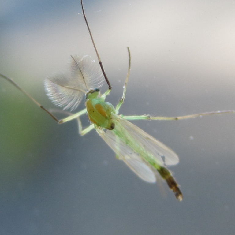 Chironomid fly