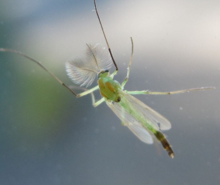 Chironomid fly