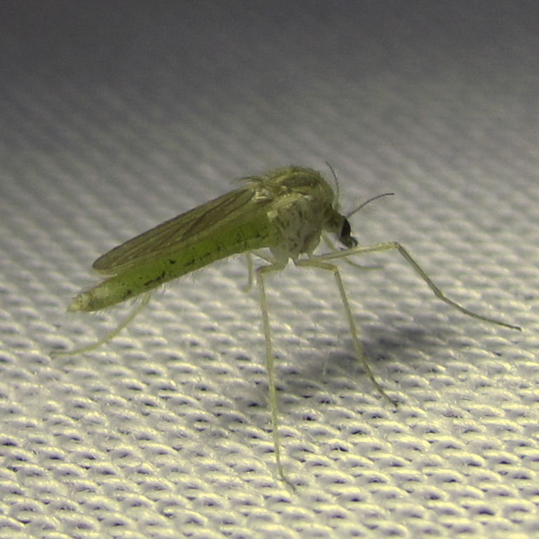 Chironomid fly