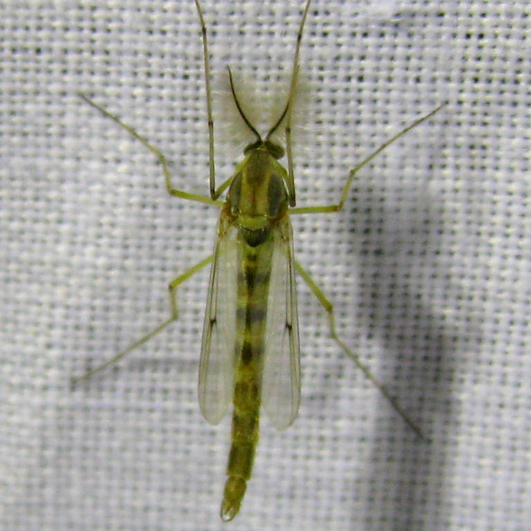 Chironomid fly