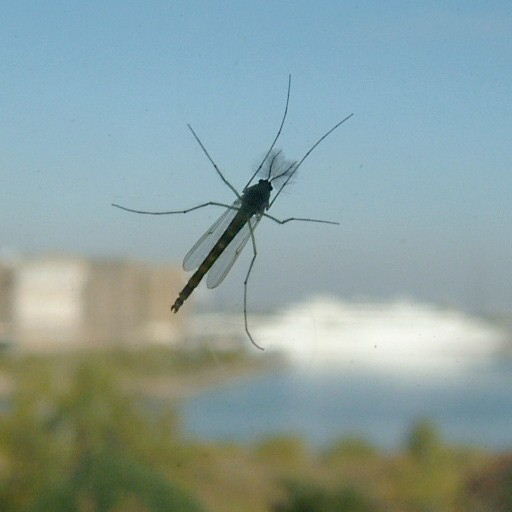 Chironomid fly