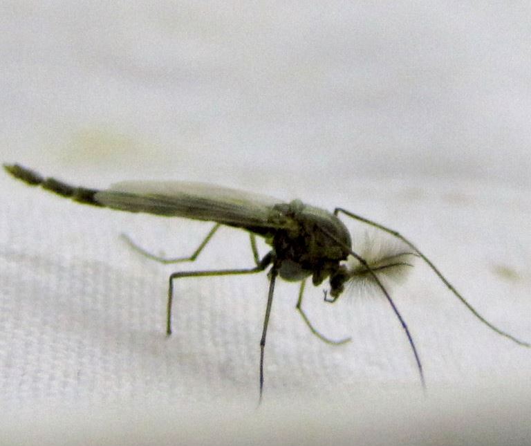 Chironomid fly