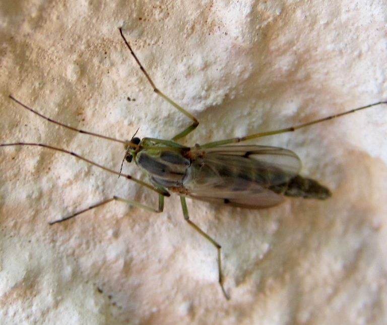 Chironomid fly