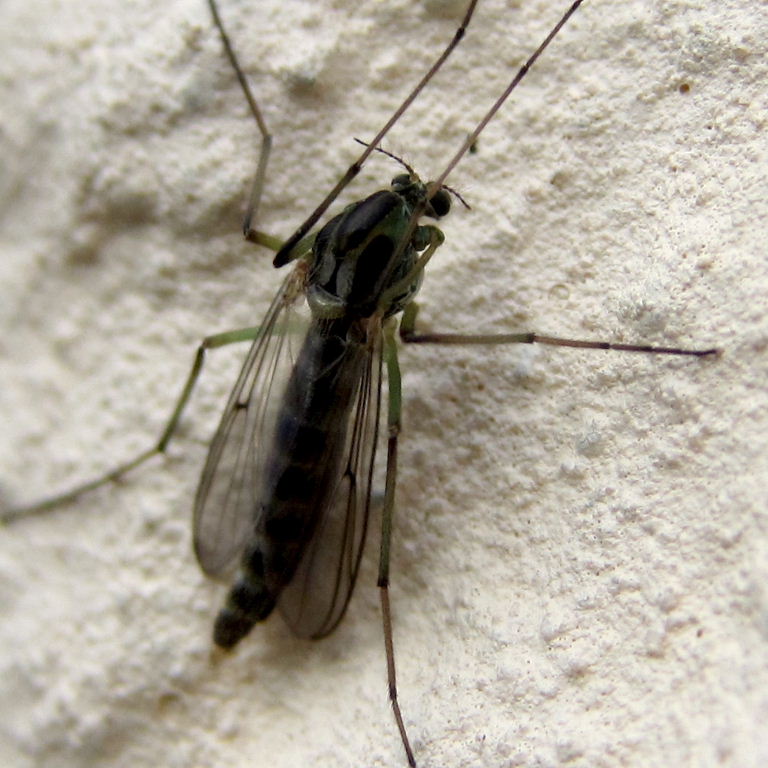 Chironomus plumosus fly