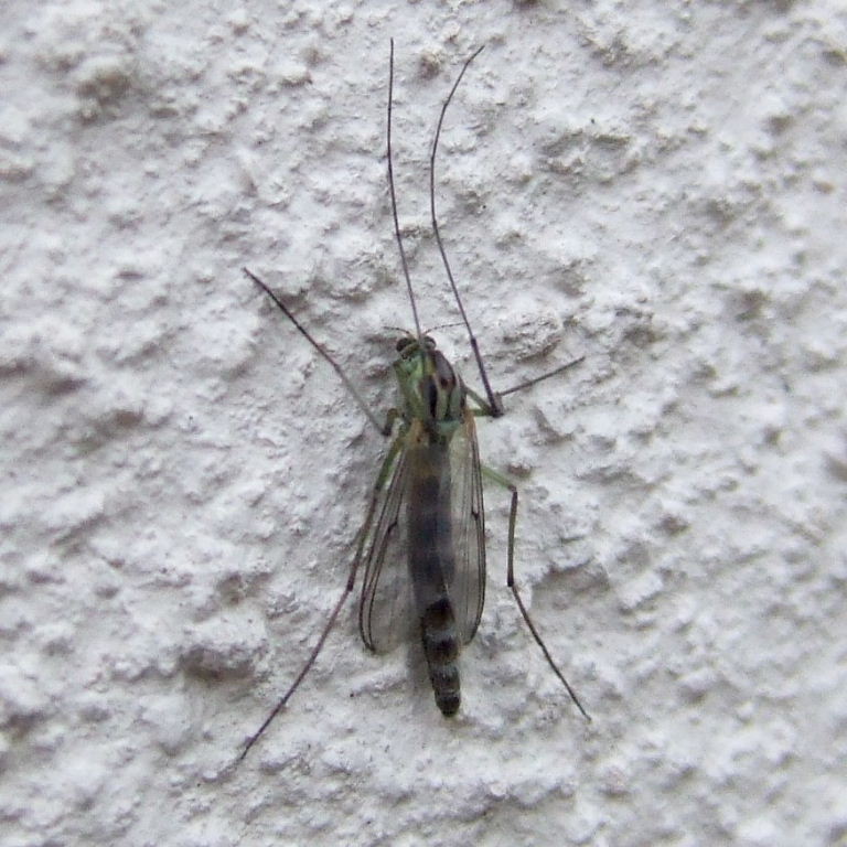 Chironomus plumosus midge