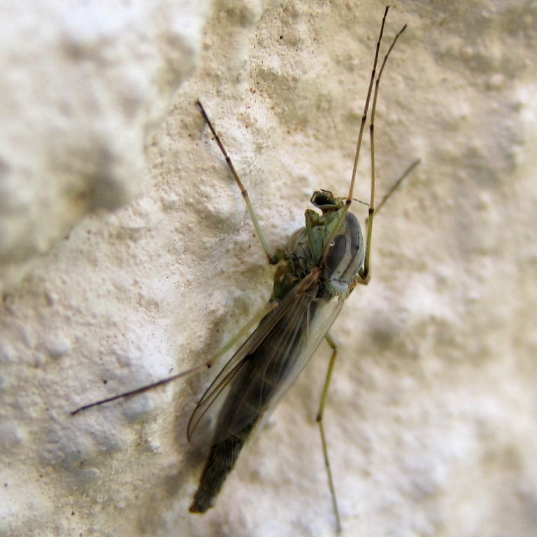 Chironomus plumosus fly